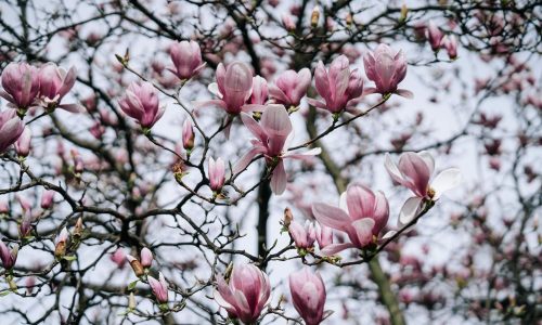 Mayblog